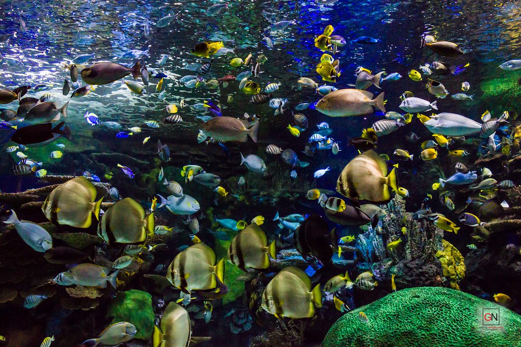 Dive into Marine Life at Ripley's Aquarium