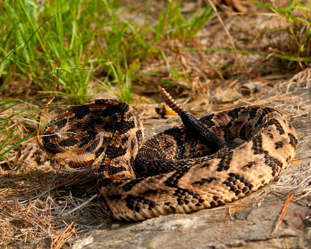 Timber Rattlesnake