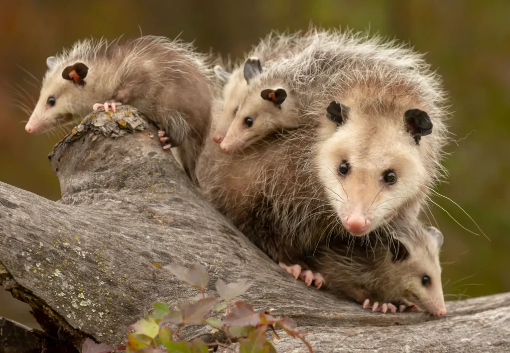 Virginia Opossum