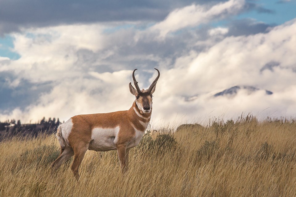  Pronghorn Antelope - USA Wildlife and Nature Trivia