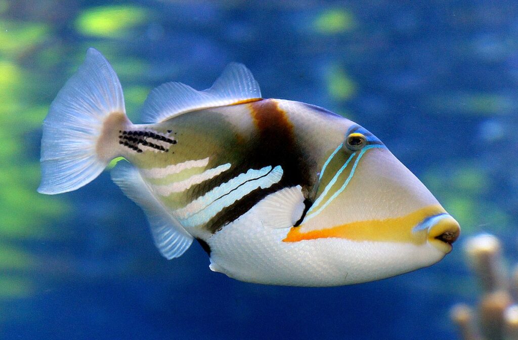 Reef Tiger Fish