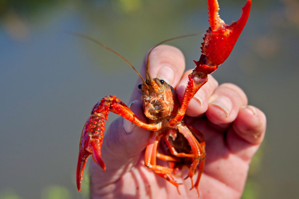 Crab fish Food Trivia