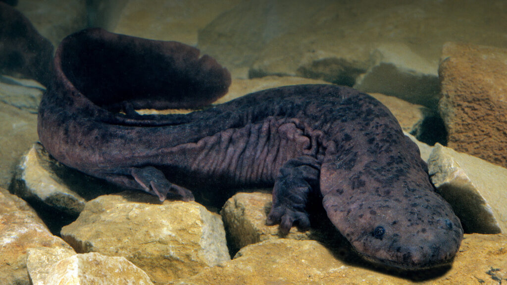 Hellbender Salamander - USA Wildlife and Nature Trivia