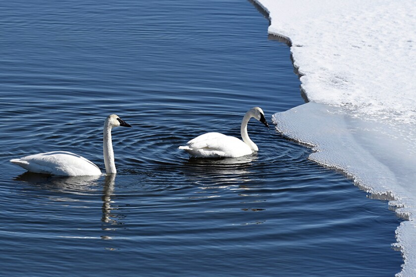 Swan Park - Mississippi Drive - Things to do in minnesota